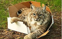 Почему кошки прячутся в коробки  