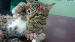 Сёма - кот, который выжил после двух выстрелов в голову  